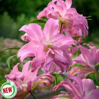 Lotus Breeze Lily Thumbnail